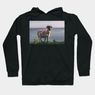 Achill Island Sheep Hoodie